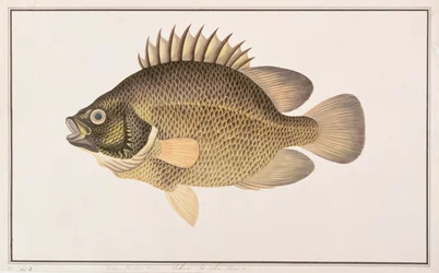 Tripletail, aus Zeichnungen von Fischen aus Malakka, ca. 1805-18